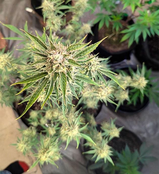 Кусты Peach Crescendo Auto RF3 от ETHOS Genetics на последней неделе