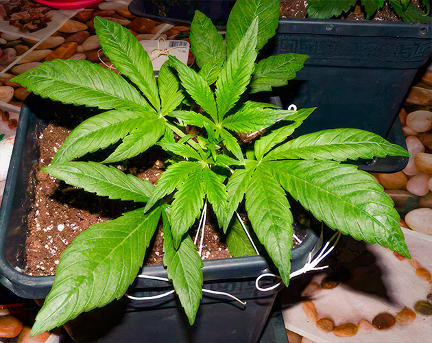 Метод Low Stress Training Применение техники LST