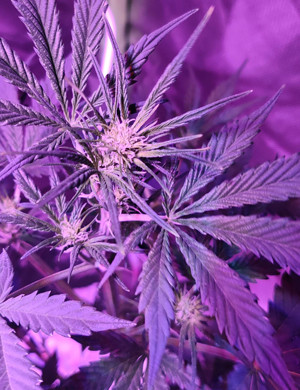 Формирование соцветий