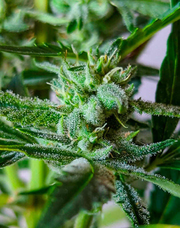 Куст Peach Crescendo Auto RF3 ростом 40 см