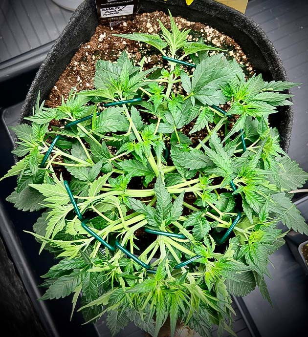 Куст Cherry Cola Auto от FastBuds на стадии вегетации