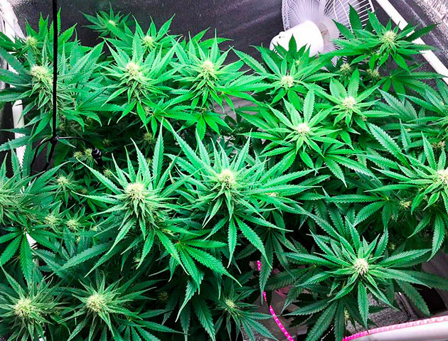 Куст LSD на цветении