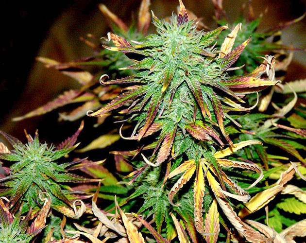 Появление аромата на 9 неделе выращивания Соцветия конопли