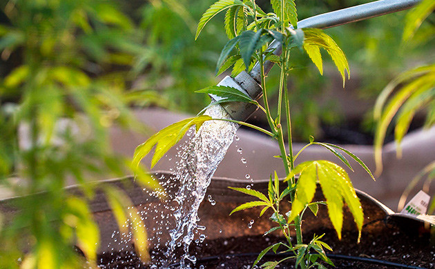 Неправильный полив марихуаны Проблема с листьями плохого полива