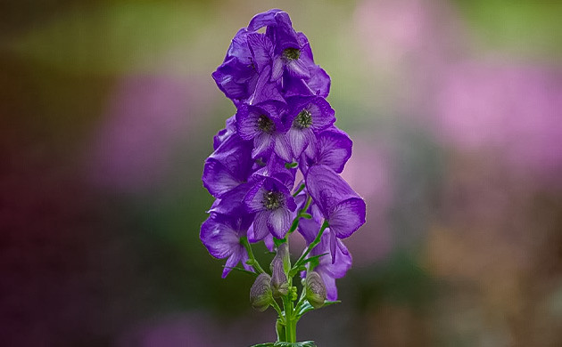 Аконит — королева ядов Аконит