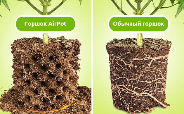 Развитие корневой системы в AirPot и обычном горшке
