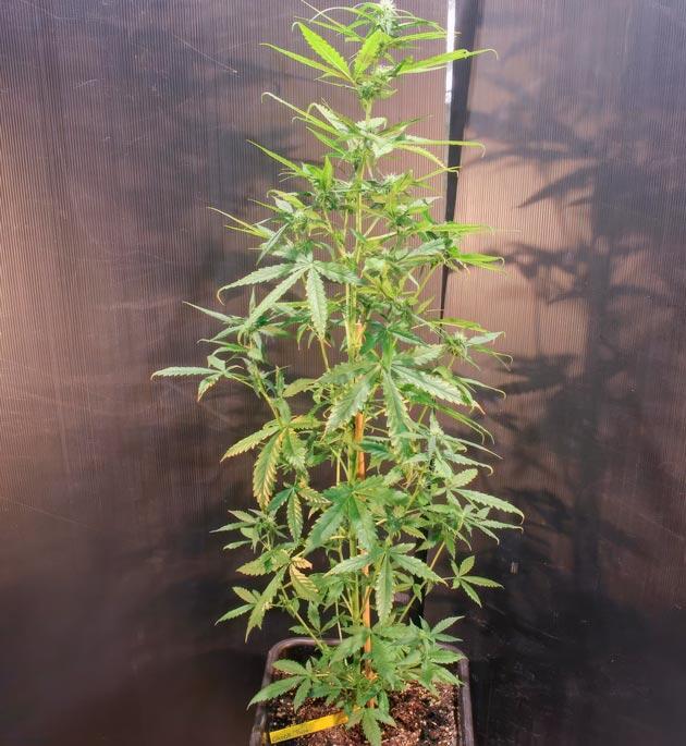 Корректировка питания конопли Куст Choco Thai Auto от Herbies Seeds на 5 неделе выращивания
