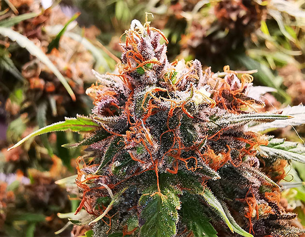 Оранжево-фиолетовый бутон каннабиса