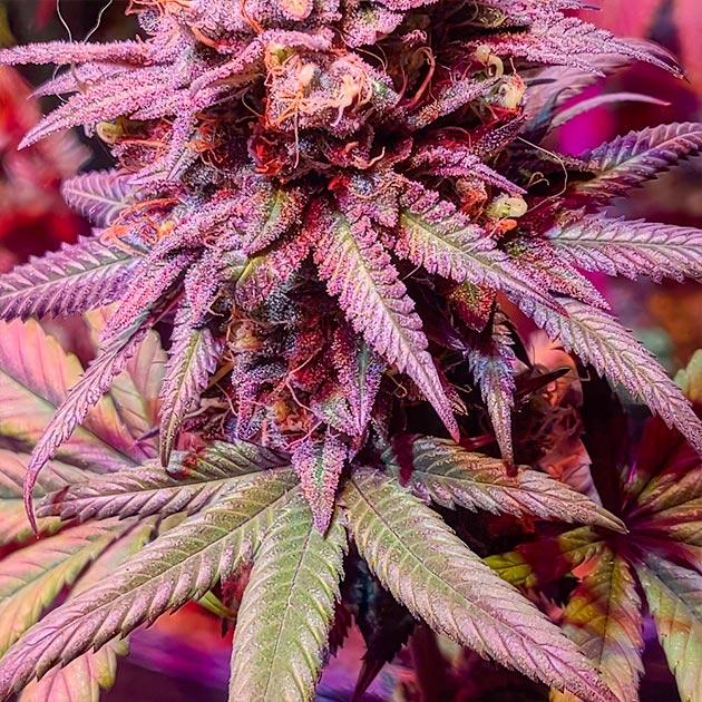 Куст White Wedding RBX от Ethos Genetics на последней неделе