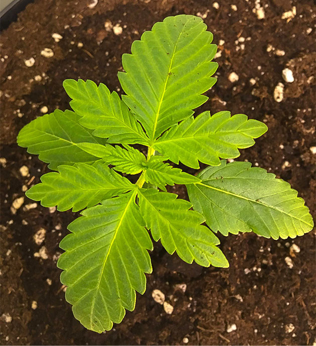 Strawberry Amnesia дневник по выращиванию