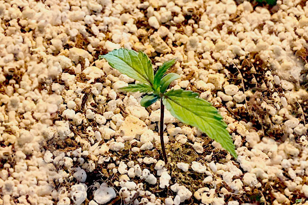 Росток ростом 6 см на 2 неделе выращивания