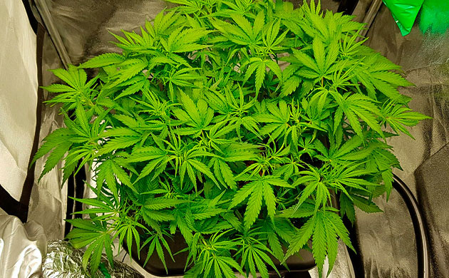 Густой куст конопли