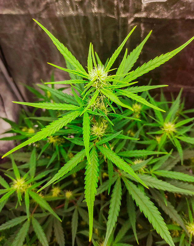 Стабильное развитие марихуаны Куст Wedding Glue Auto от FastBuds на фазе цветения