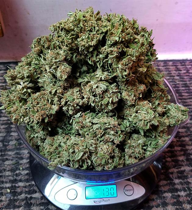 Вес соцветий равен 130 грамм