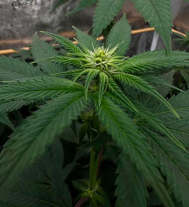 Марихуана ростом 65 см