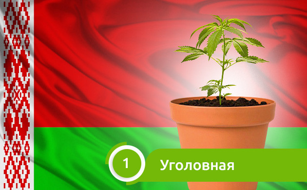 Закон о выращивании конопли в Беларуси Уголовная ответственность за выращивание конопли в Беларуси