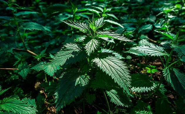 Как скрыть каннабис в естественных зарослях Кусты конопли среди крапивы и бурьяна