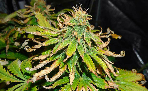 Сухие и скрученные листья на верхушках каннабиса