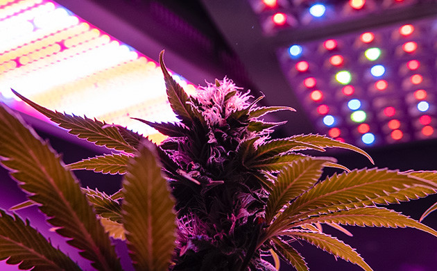 Как освещать саженцы конопли