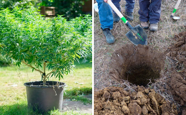 Охлаждение корней При жаре перенесите растение в яму
