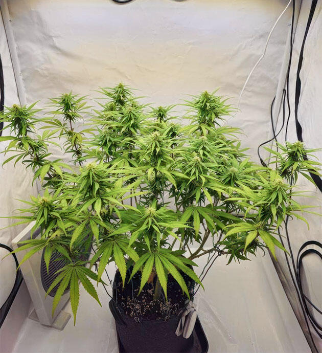 Нехватка воды Куст Super Silver Haze на фазе цветения