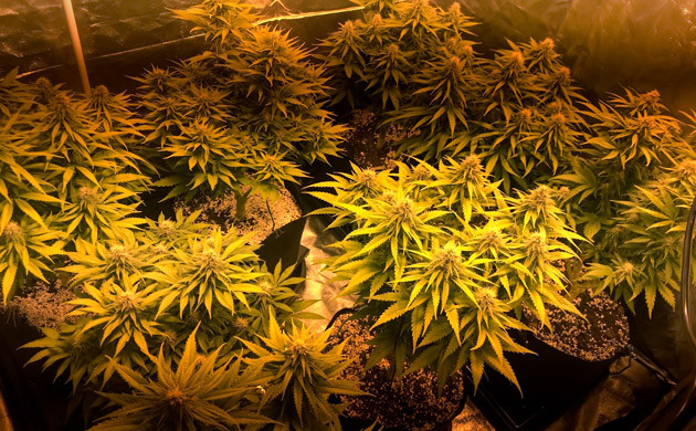 Рост шишек и наполнение смолой и терпенами