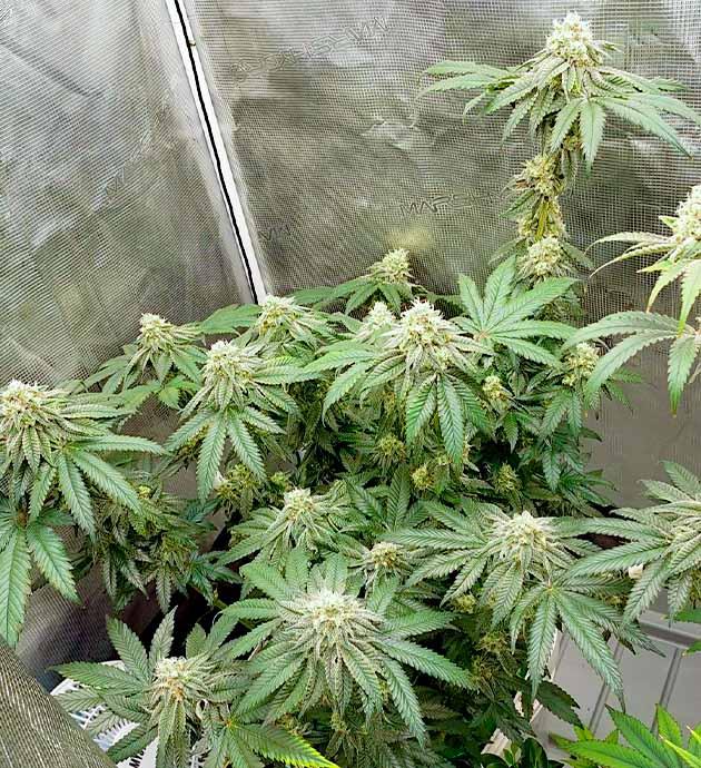 Куст Booberry Cookies RBX от Ethos Genetics на 14 неделе