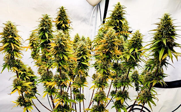 Последняя неделя цветения Super Silver Haze от GHS