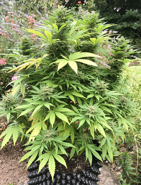 Усиленная подкормка для урожая Atomical Haze