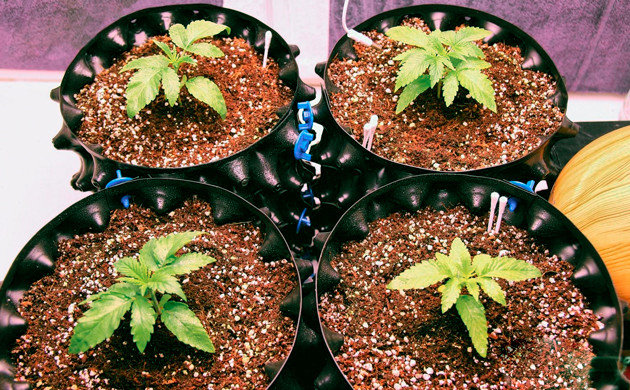 Пересадка в новые горшки