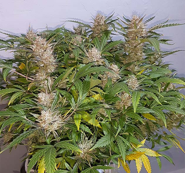 Маникюринг куста Bruce Banner Auto