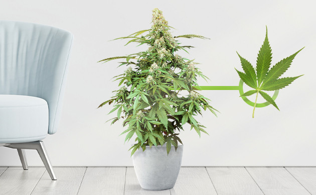 Куст в форме елки