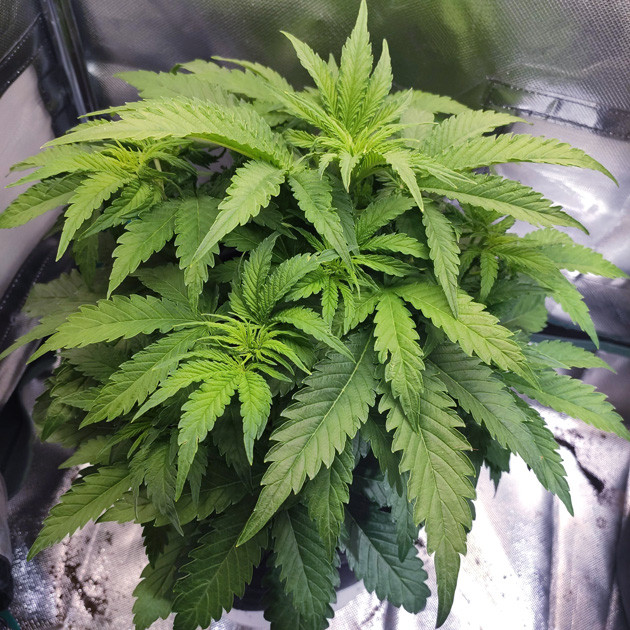 Рост Auto White Widow на 4 неделе выращивания 20 см