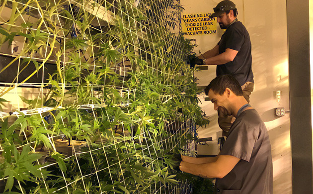 Горшки каннабиса расположенные вдоль стены