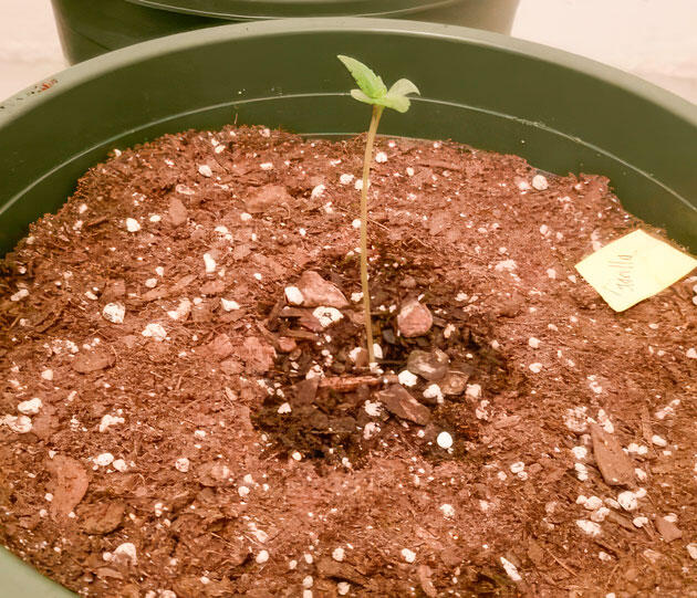 Росток на 1 неделе выращивания