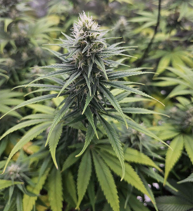 Признаки дефицита кальция и магния Куст Apple Betty от Herbies Seeds на 10 неделе