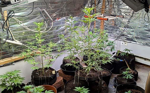 Кусты Peach Crescendo Auto RF3 от ETHOS Genetics на 8 неделе