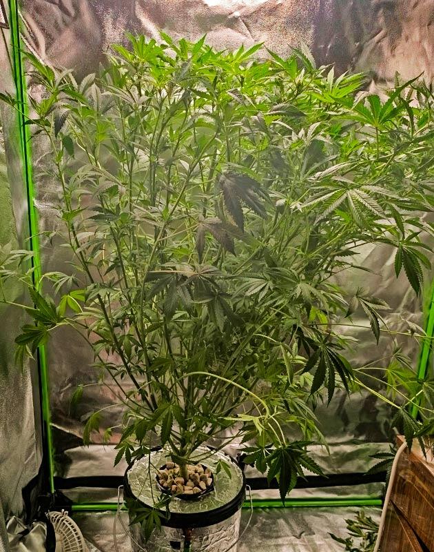Пересадка куста каннабиса в увеличенный гроубокс