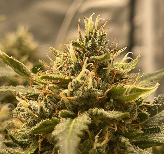 Созревание соцветия на 12 неделе роста Бутон наполовину оранжевыми стигмами