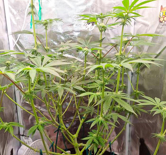 Куст Strawberry OG Cookies R1 на стадии цветения