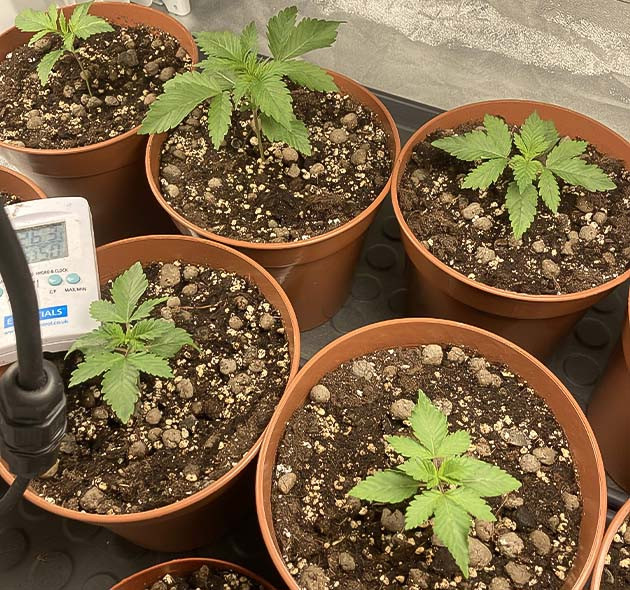 Индорное выращивание сорта Liberty Haze Растение Liberty Haze на 2 неделе выращивания