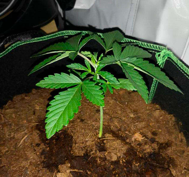 Росток на 1 неделе GG4 FF Sherbet от FastBuds