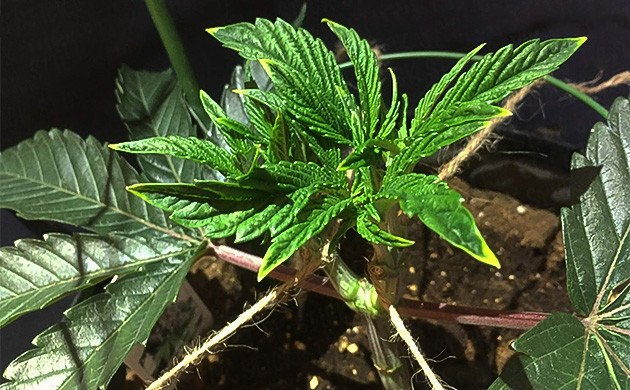 Пожелтение кончиков листьев