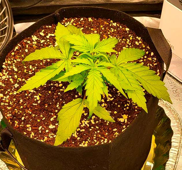 Питательный раствор и полив каннабиса Растишка Forbidden Runtz Auto от FastBuds на 1 неделе