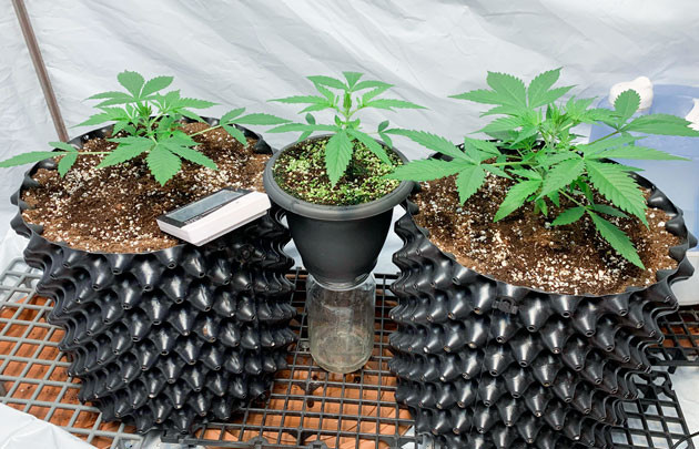 Изменение светового режима и проведение топпинга Кусты Gorilla Auto от сидбанка Семяныч на 4 неделе