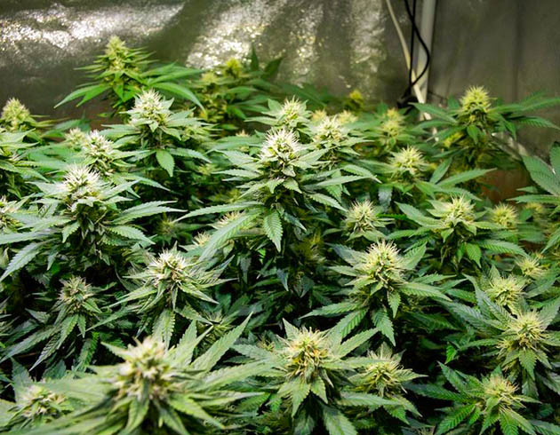 Шишки с белыми стигмами