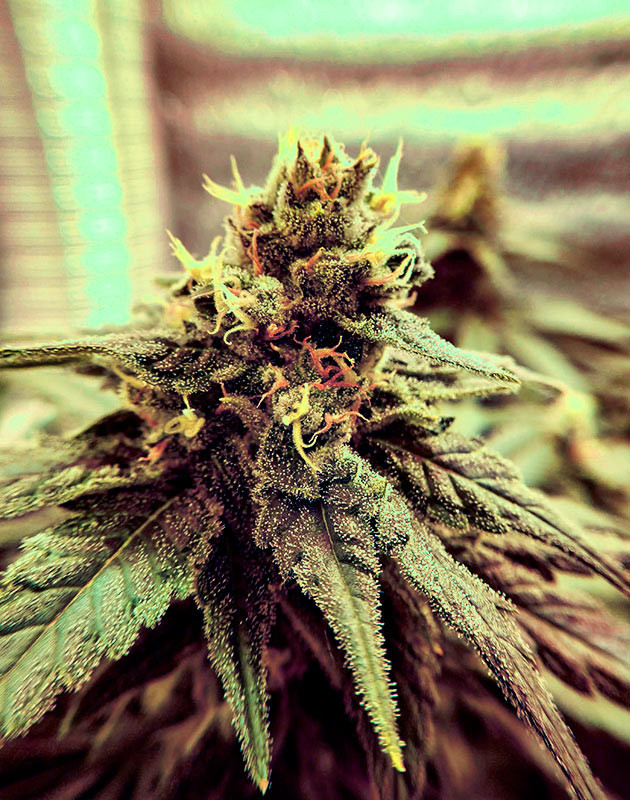 14 и 15 недели выращивания Соцветие с оранжевыми стигмами