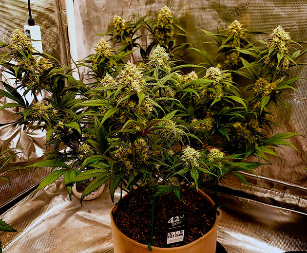 Куст Gorilla Zkittlez Auto на цветении