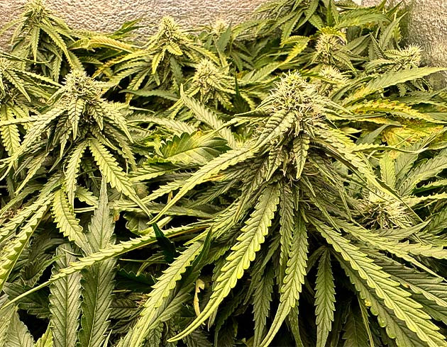Обесцвечивание конопли Увеличение соцветий марихуаны