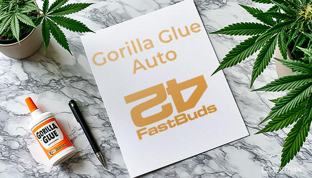 Гроурепорт сорта Gorilla Glue Auto от FastBuds